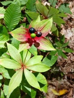 Cucumber root Photo: Joyce Layne