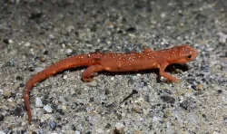Red eft Photo: Suzan Leiter