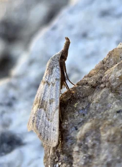 Morbid owlet moth Photo: Susan Lichty