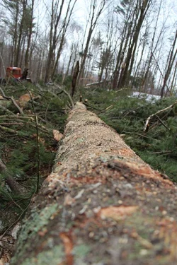 logging12.jpg Photo: Northern Woodlands