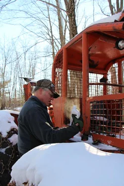 logging1.jpg Photo: Northern Woodlands