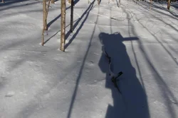 logging2.jpg Photo: Northern Woodlands