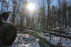 logging5.jpg Photo: Northern Woodlands