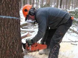 logging7.jpg Photo: Northern Woodlands