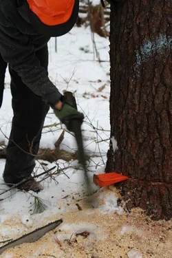 logging8.jpg Photo: Northern Woodlands