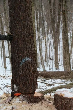 logging9.jpg Photo: Northern Woodlands