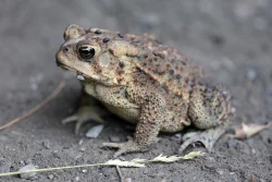 manthey-american-toad.jpg