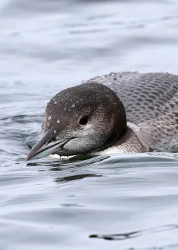 Loon chick Photo: Margie Manthey