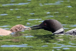 Common loon Photo: Margie Manthey