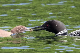 Common loon thumbnail