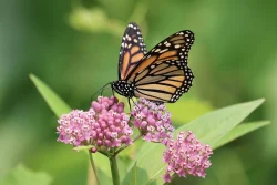 Milkweed Photo: Margie Manthey