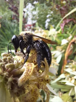 Bee Photo: Sue March