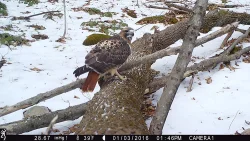 march_gam_cam1.jpg