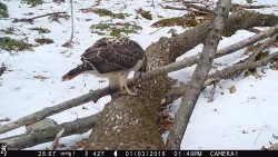 march_gam_cam8.jpg