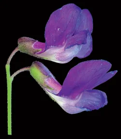 marsh_pea_jenkins.jpg Photo: Jerry Jenkins