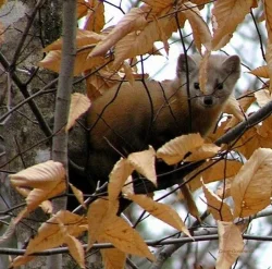 marten_web.jpg