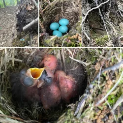 Hermit thrush Photo: Collin Miller