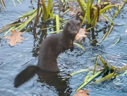 mink_snarl_sm_web2.jpg