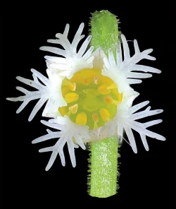miterwort_jenkins.jpg Photo: Jerry Jenkins