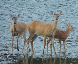 morning_deer_web.jpg