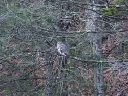 morning_owl_sm_web18.jpg