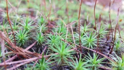 moss_forest_web.jpg