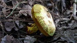 mushroom_forest_web.jpg