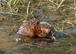 muskrat_closer_sm_web.jpg
