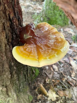 Ganoderma Photo: Gwen Nagel