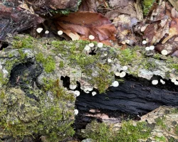 Mushroom log Photo: Gwen Nagel