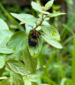 Winged beetles Photo: Gwen Nagel