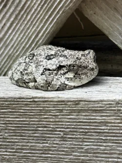 Tree frog Photo: David Nallett