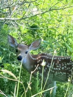 Whtie tail deer Photo: David Nallett