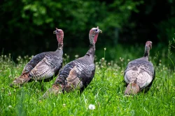 Turkeys Photo: Amanda Nelson