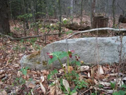 non_overbrowse1.jpg Photo: USDA Forest Service
