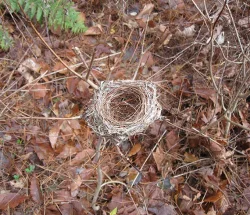 nov_bird_nest_web11.jpg