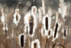 november_fuzz_web15.jpg