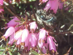 osmia_lignaria_popup.jpg Photo: Leif Richardson