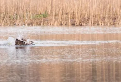 osprey_web_10.jpg Photo: Tig Tillinghast