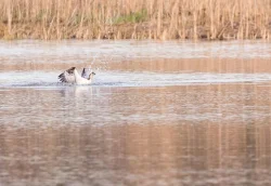 osprey_web_11.jpg Photo: Tig Tillinghast