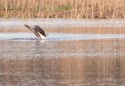 osprey_web_12.jpg Photo: Tig Tillinghast