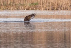 osprey_web_13.jpg Photo: Tig Tillinghast