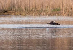 osprey_web_15.jpg Photo: Tig Tillinghast