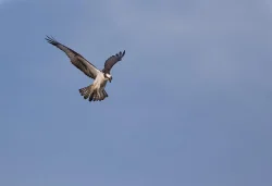 osprey_web_16.jpg Photo: Tig Tillinghast