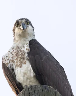 osprey_web_17.jpg Photo: Tig Tillinghast