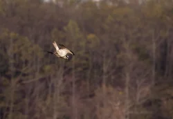 osprey_web_2.jpg Photo: Tig Tillinghast
