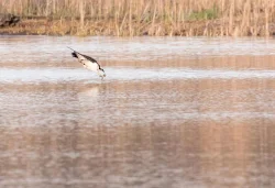 osprey_web_7.jpg Photo: Tig Tillinghast