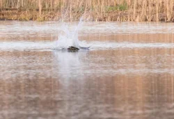 osprey_web_9.jpg Photo: Tig Tillinghast
