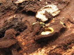 page_27-4_BEE_8502_popup.jpg Photo: Beatriz Moisset