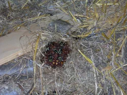 page_27-5_nest_caruthers_popup.jpg Photo: Bonnie Caruthers